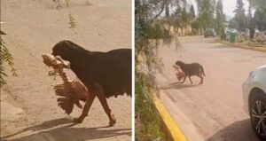 perro-hueso-humano-gaceta-teotihuacan