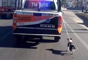policias-tecamac-arrastran-perro-la-gaceta-de-teotihuacan